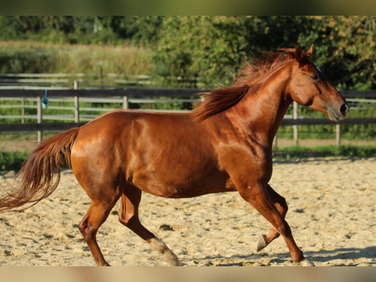 Caballo cuarto de milla Mestizo Yegua 5 años 162 cm Alazán in Waldshut-Tiengen