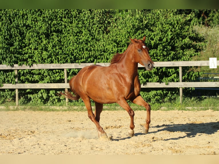 Caballo cuarto de milla Mestizo Yegua 5 años 162 cm Alazán in Waldshut-Tiengen