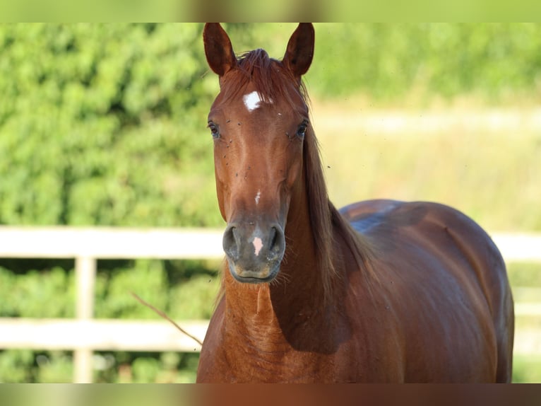 Caballo cuarto de milla Mestizo Yegua 5 años 162 cm Alazán in Waldshut-Tiengen