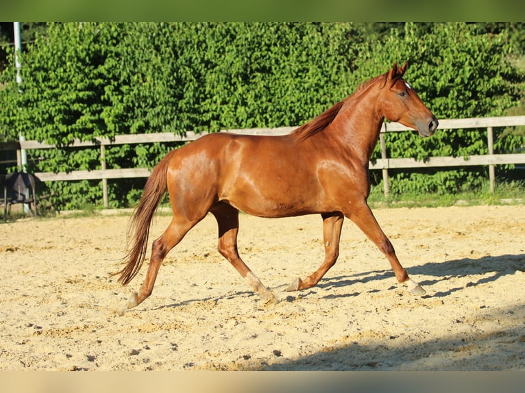 Caballo cuarto de milla Mestizo Yegua 5 años 162 cm Alazán in Waldshut-Tiengen