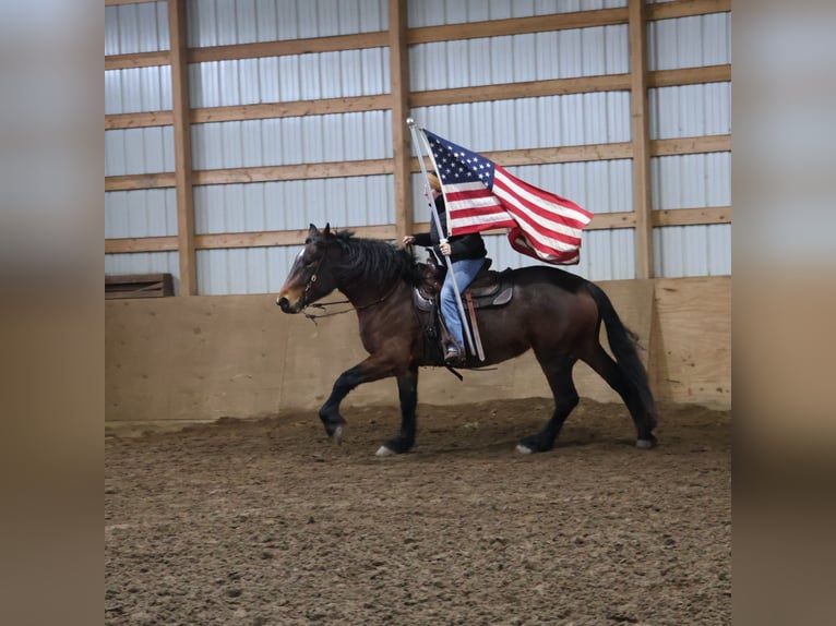 Caballo cuarto de milla Mestizo Yegua 5 años 165 cm Castaño-ruano in Howell