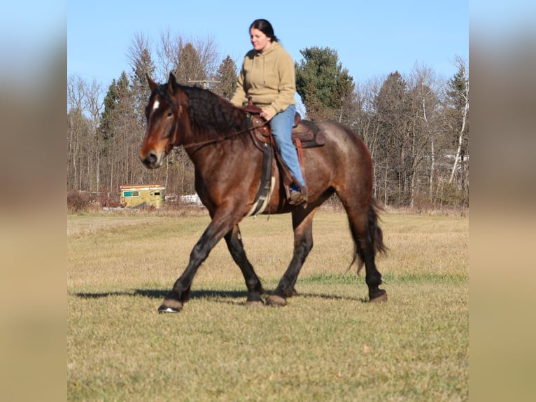 Caballo cuarto de milla Mestizo Yegua 5 años 165 cm Castaño-ruano in Howell