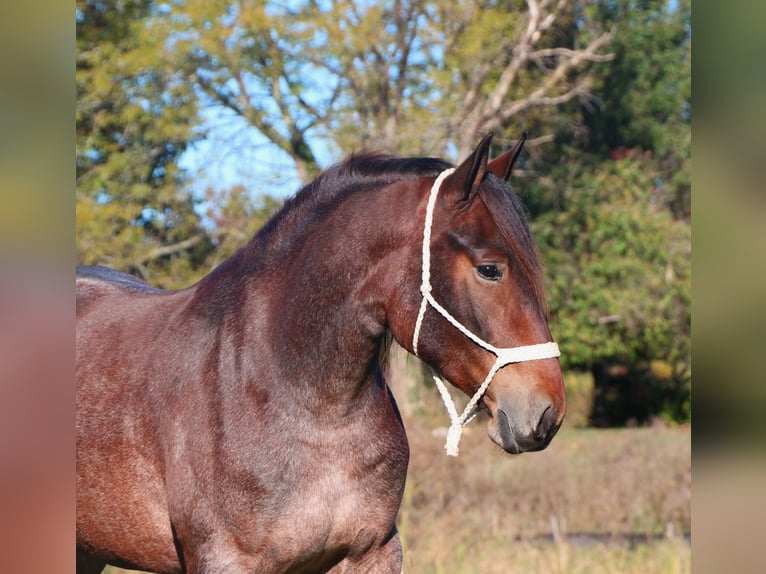 Caballo cuarto de milla Mestizo Yegua 5 años 165 cm Castaño-ruano in Howell