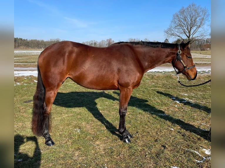 Caballo cuarto de milla Yegua 5 años 167 cm Castaño claro in Habighorst