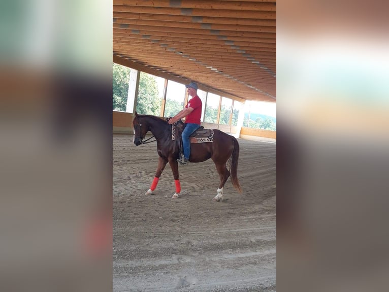 Caballo cuarto de milla Yegua 5 años Alazán in Gamlitz