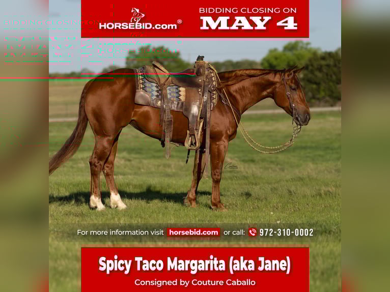 Caballo cuarto de milla Yegua 5 años Alazán rojizo in Fort Worth