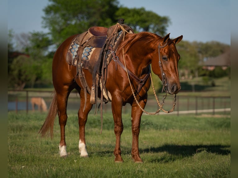 Caballo cuarto de milla Yegua 5 años Alazán rojizo in Fort Worth