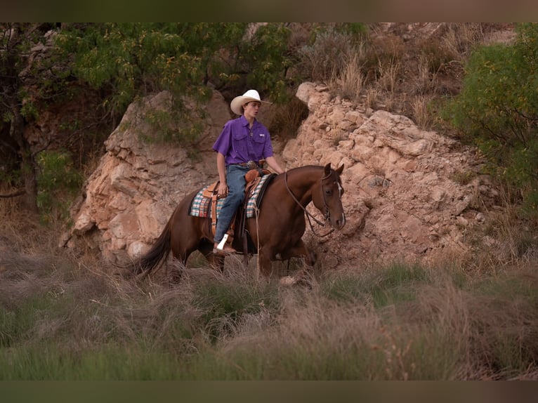 Caballo cuarto de milla Yegua 5 años Alazán rojizo in Casa Grande