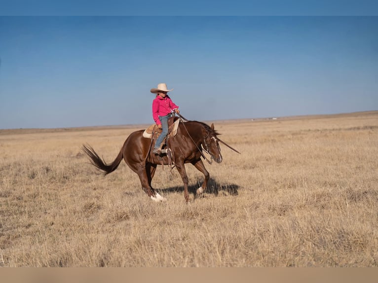 Caballo cuarto de milla Yegua 5 años Alazán rojizo in Casa Grande