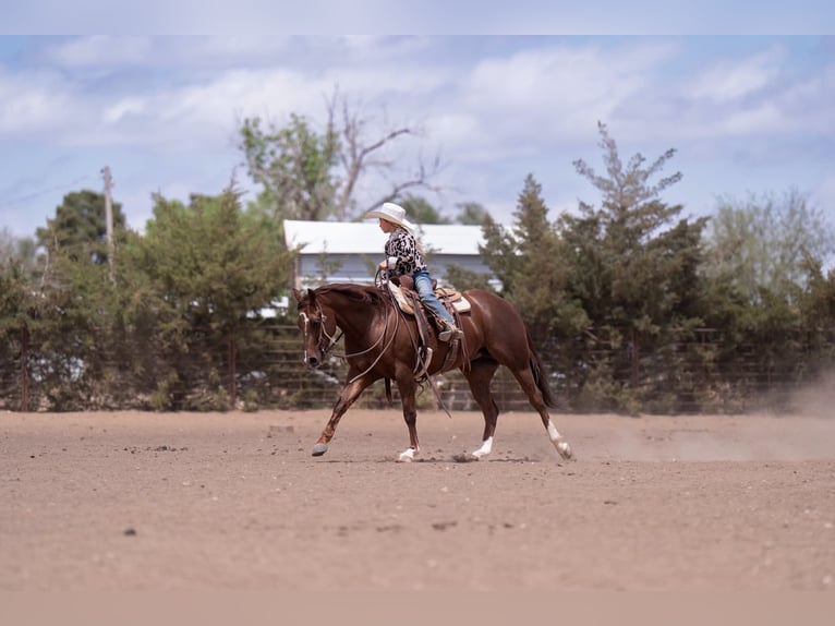 Caballo cuarto de milla Yegua 5 años Alazán rojizo in Casa Grande