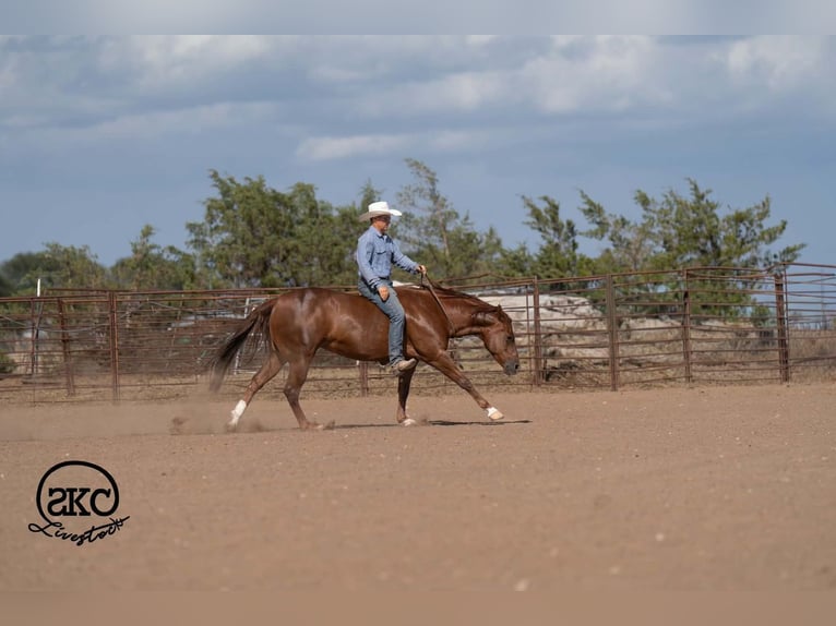 Caballo cuarto de milla Yegua 5 años Alazán rojizo in Canyon