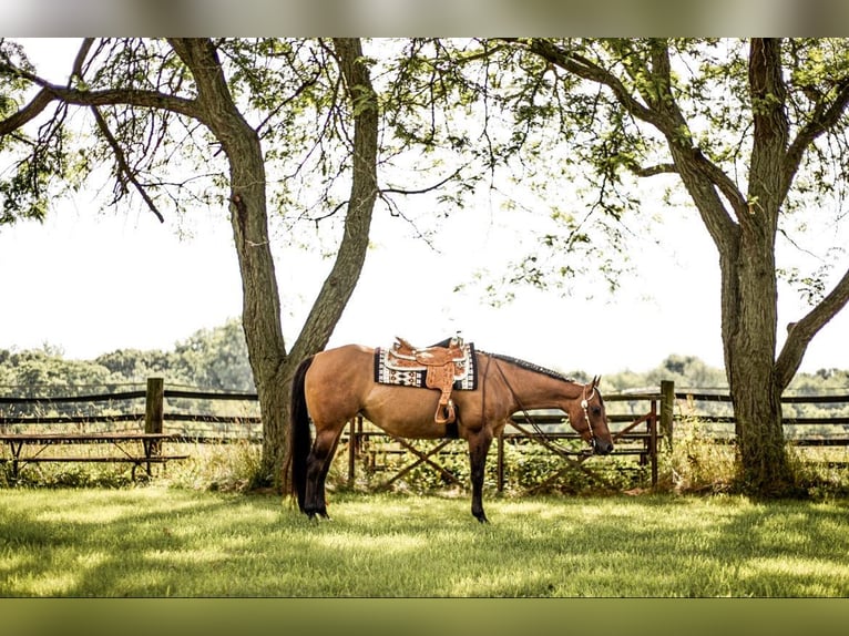 Caballo cuarto de milla Yegua 5 años Bayo in Hamilton Al