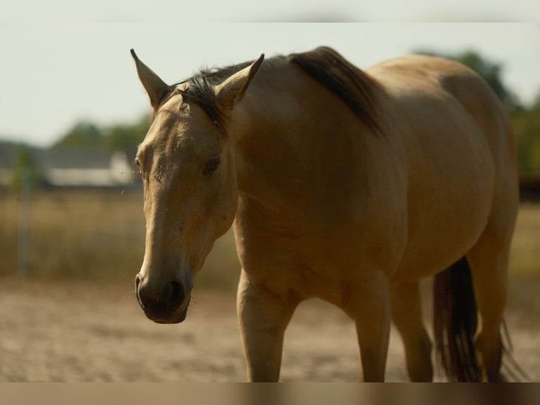 Caballo cuarto de milla Yegua 5 años Buckskin/Bayo in Spreenhagen Markgrafpieske
