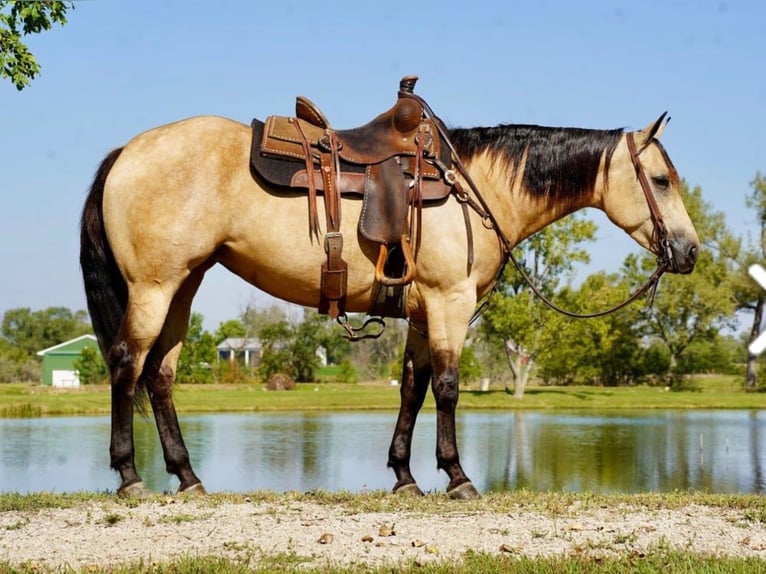 Caballo cuarto de milla Yegua 5 años Buckskin/Bayo in Brandon