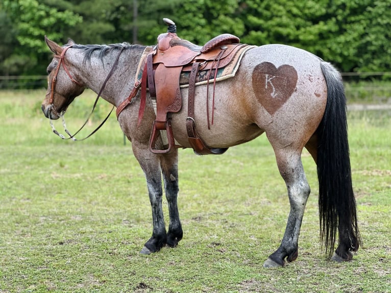 Caballo cuarto de milla Yegua 5 años Castaño-ruano in Four Oaks