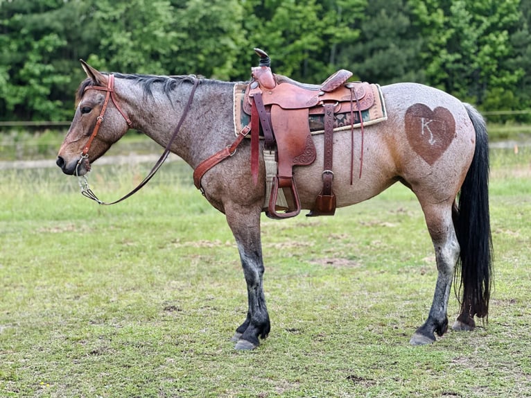 Caballo cuarto de milla Yegua 5 años Castaño-ruano in Four Oaks