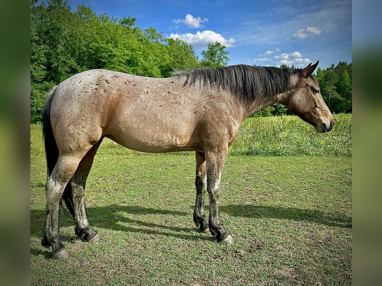 Caballo cuarto de milla Yegua 5 años Castaño-ruano in Four Oaks