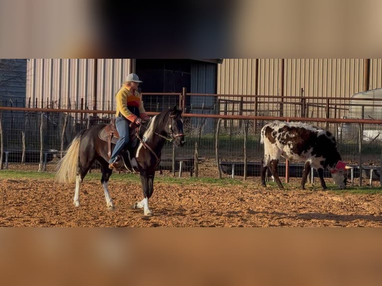 Caballo cuarto de milla Yegua 5 años Negro in weatherford VA