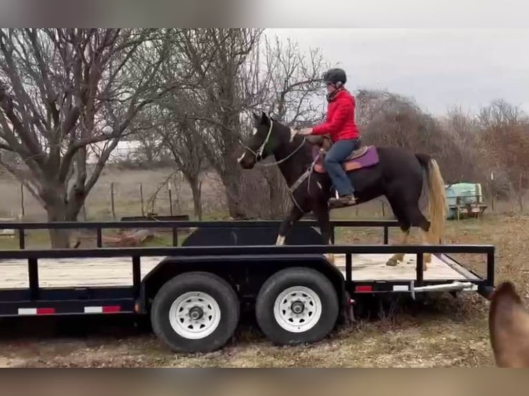 Caballo cuarto de milla Yegua 5 años Negro in weatherford VA