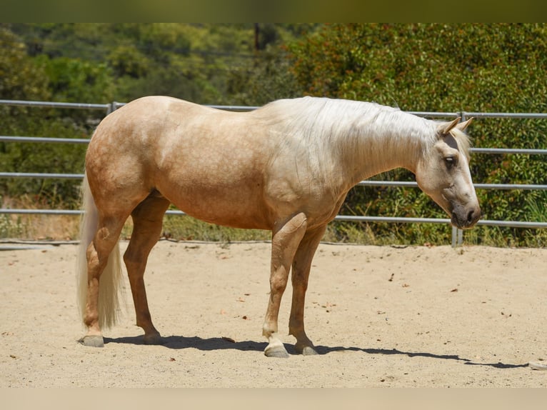 Caballo cuarto de milla Yegua 5 años Palomino in Norco