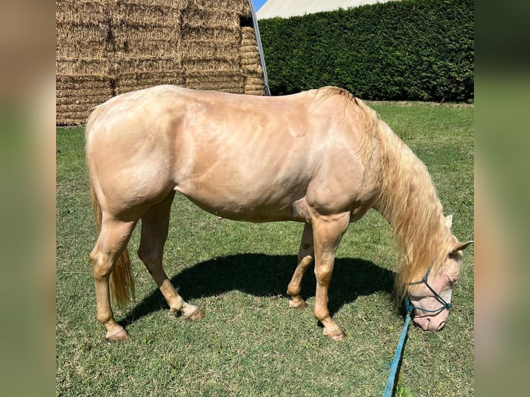 Caballo cuarto de milla Yegua 5 años Perla in Rimini