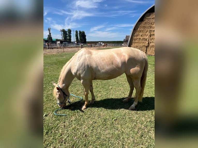 Caballo cuarto de milla Yegua 5 años Perla in Rimini