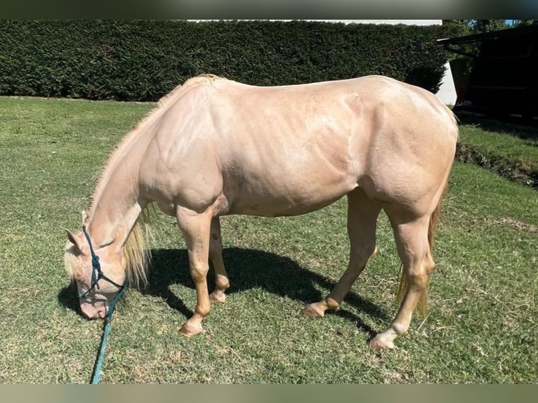 Caballo cuarto de milla Yegua 5 años Perla in Rimini