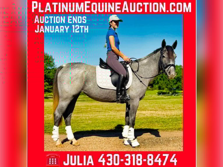 Caballo cuarto de milla Yegua 5 años Ruano azulado in Texarkana TX