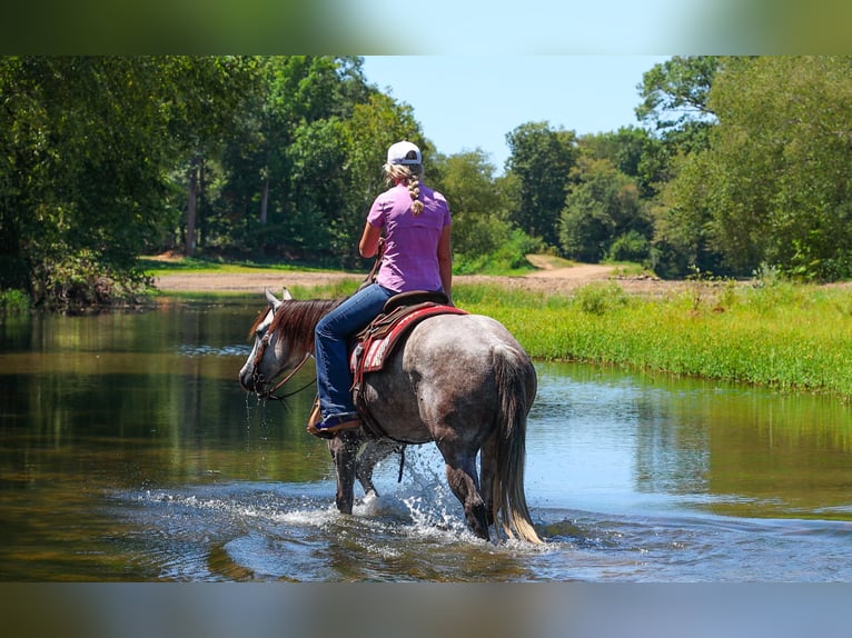 Caballo cuarto de milla Yegua 5 años Tordo in Quitman