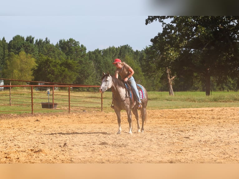 Caballo cuarto de milla Yegua 5 años Tordo in Quitman