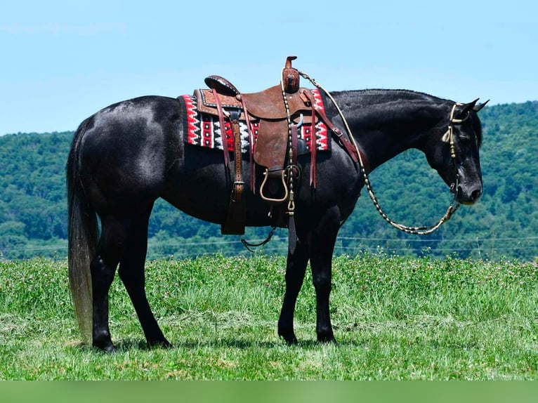 Caballo cuarto de milla Yegua 5 años Tordo in Rebersburg