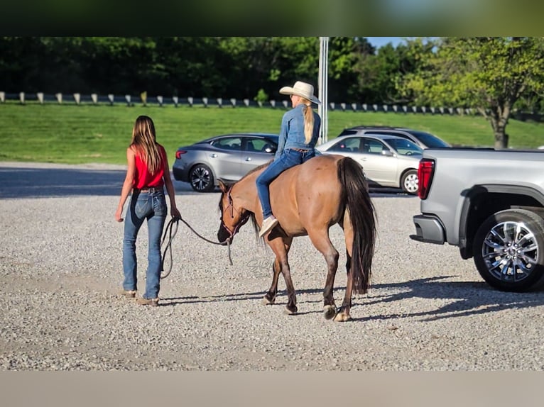 Caballo cuarto de milla Yegua 6 años 140 cm Castaño-ruano in Tremont IL
