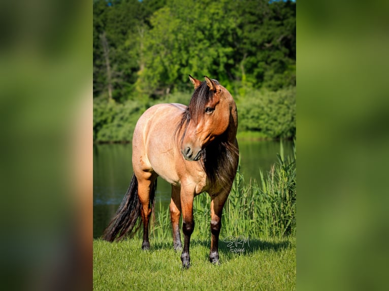Caballo cuarto de milla Yegua 6 años 140 cm Castaño-ruano in Tremont IL