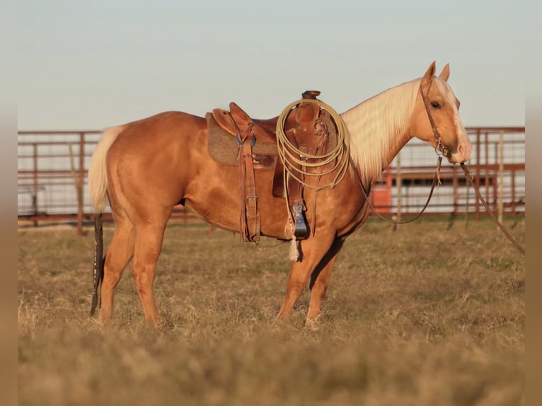 Caballo cuarto de milla Yegua 6 años 142 cm Palomino in Stephenville, TX