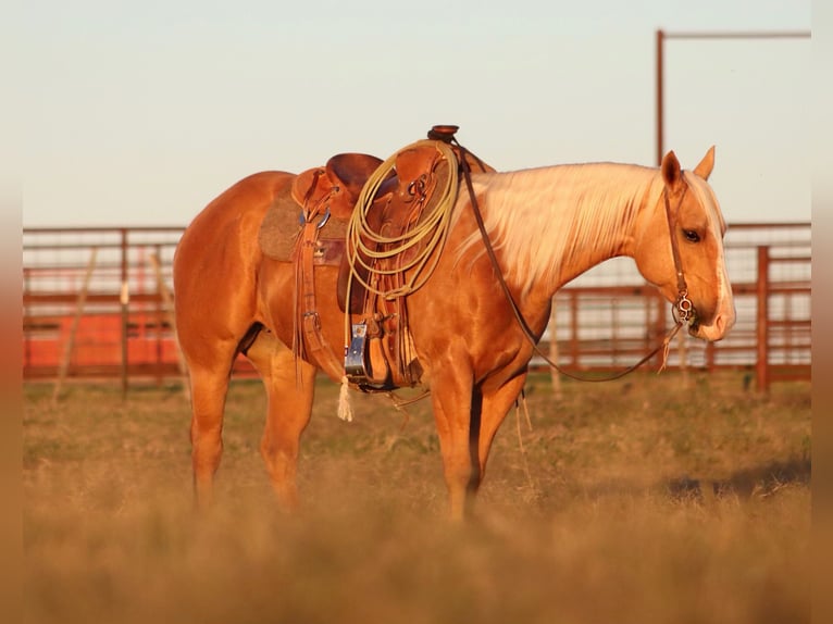 Caballo cuarto de milla Yegua 6 años 142 cm Palomino in Stephenville, TX