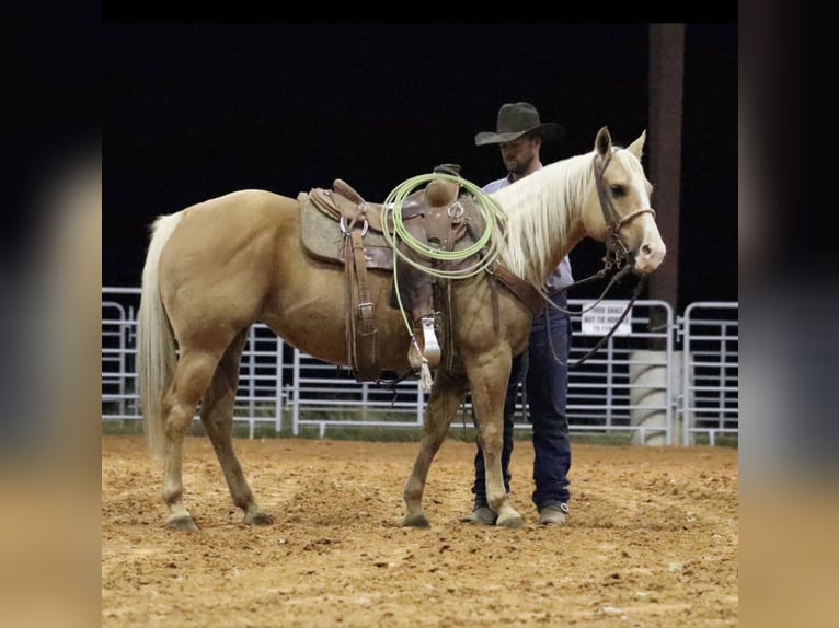 Caballo cuarto de milla Yegua 6 años 142 cm Palomino in Stephenville, TX