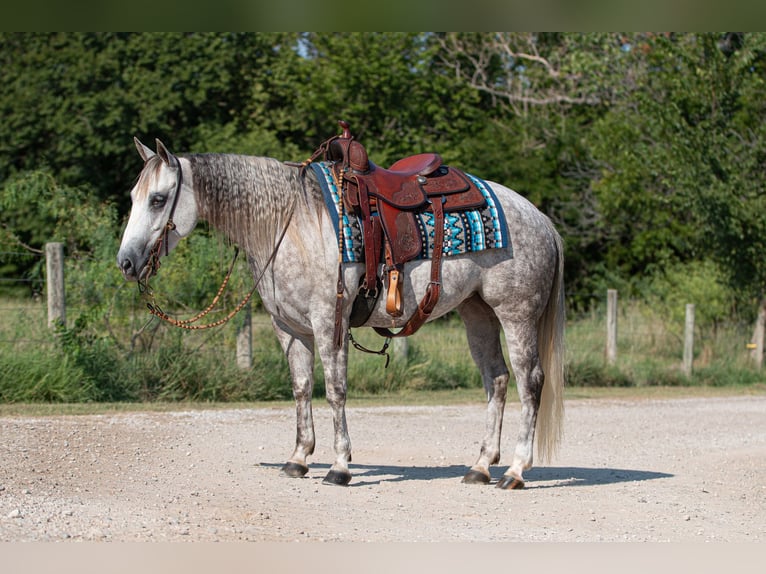 Caballo cuarto de milla Yegua 6 años 142 cm Tordo in Argyle, TX