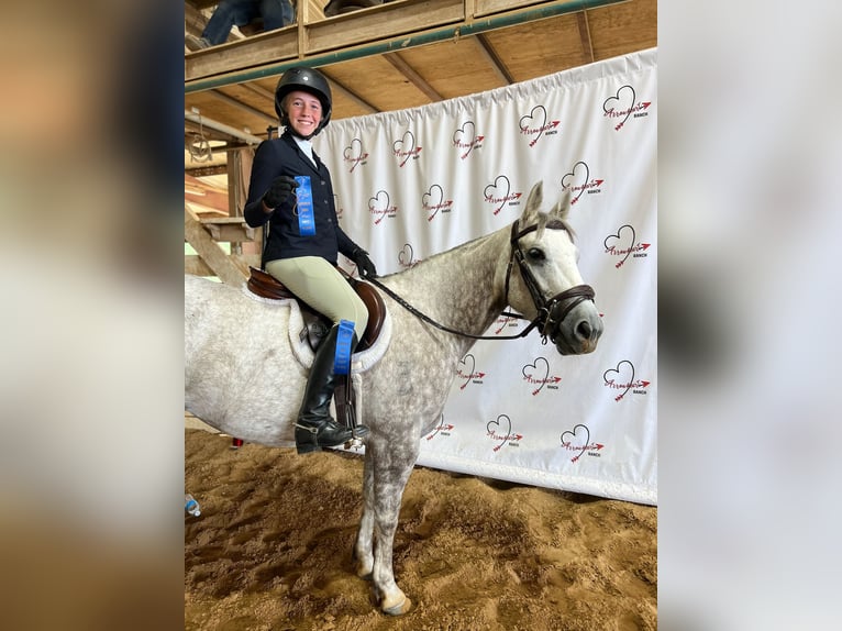 Caballo cuarto de milla Yegua 6 años 142 cm Tordo in Argyle, TX