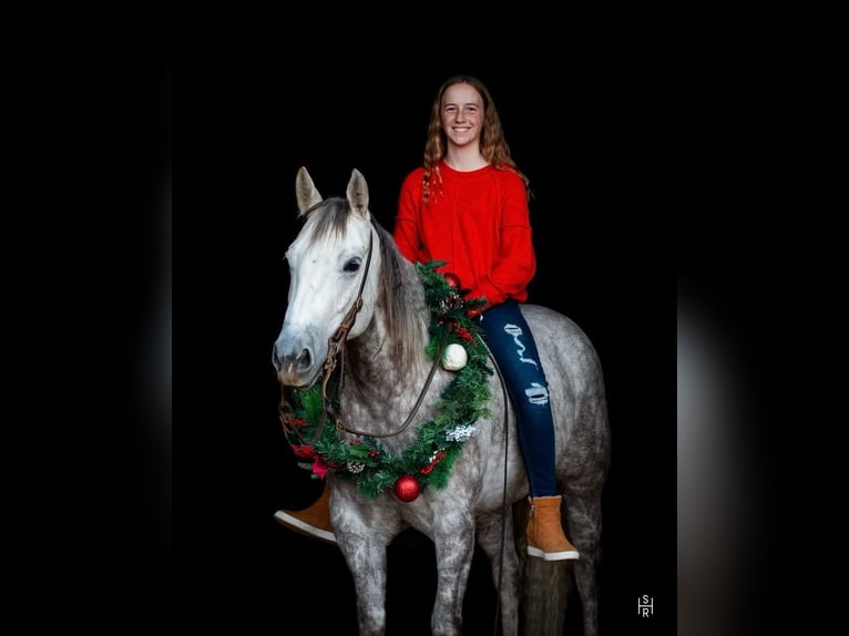 Caballo cuarto de milla Yegua 6 años 142 cm Tordo in Argyle, TX