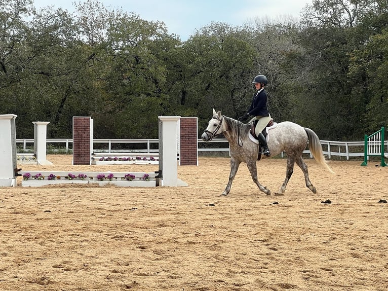 Caballo cuarto de milla Yegua 6 años 142 cm Tordo in Argyle, TX