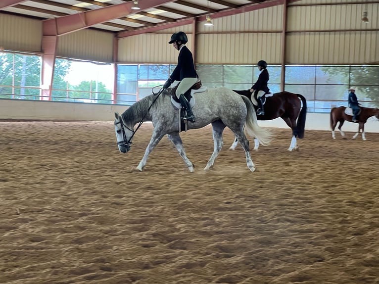 Caballo cuarto de milla Yegua 6 años 142 cm Tordo in Argyle, TX