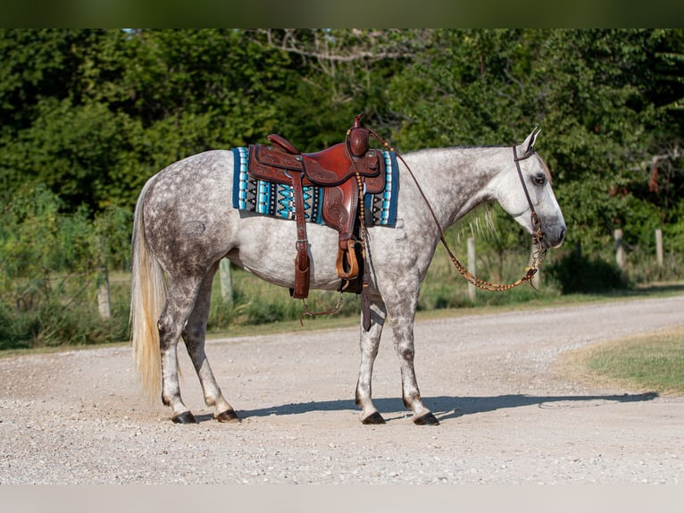 Caballo cuarto de milla Yegua 6 años 142 cm Tordo in Argyle, TX