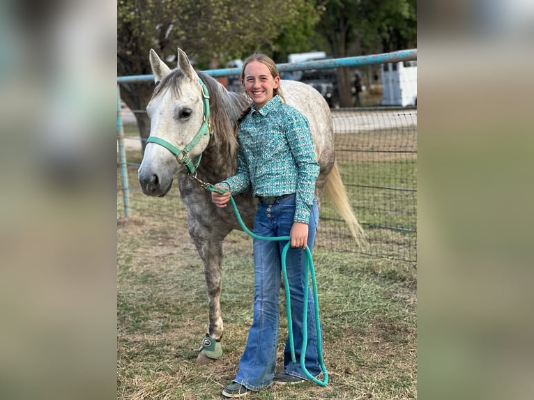 Caballo cuarto de milla Yegua 6 años 142 cm Tordo in Argyle, TX