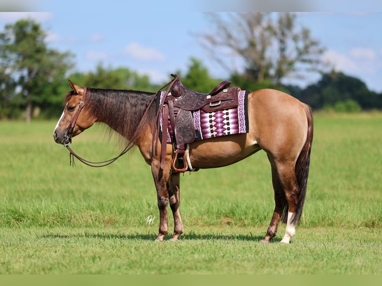 Caballo cuarto de milla Yegua 6 años 145 cm Red Dun/Cervuno in Buffalo, MO