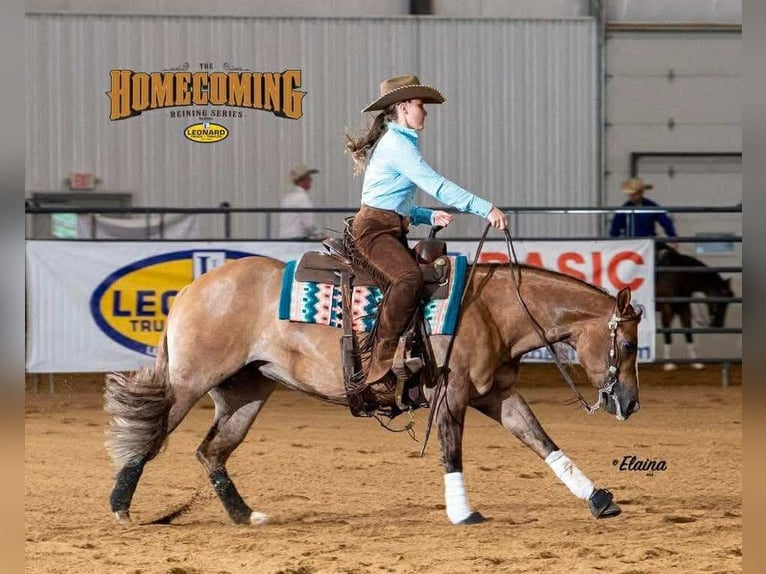 Caballo cuarto de milla Yegua 6 años 145 cm Red Dun/Cervuno in Buffalo, MO