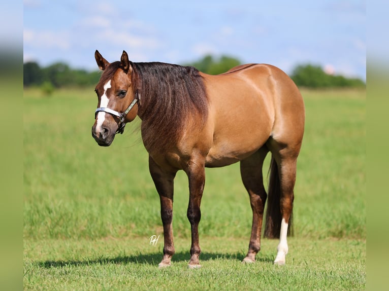 Caballo cuarto de milla Yegua 6 años 145 cm Red Dun/Cervuno in Buffalo, MO