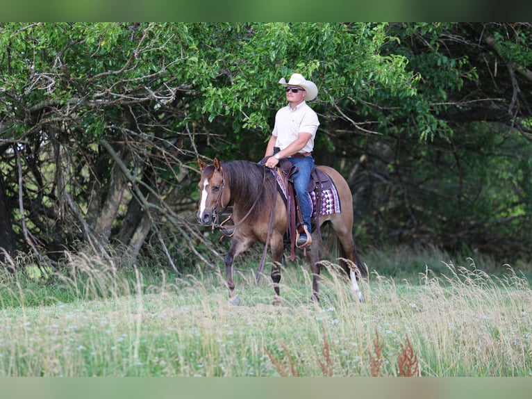 Caballo cuarto de milla Yegua 6 años 145 cm Red Dun/Cervuno in Buffalo, MO