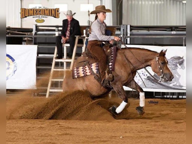 Caballo cuarto de milla Yegua 6 años 145 cm Red Dun/Cervuno in Buffalo, MO