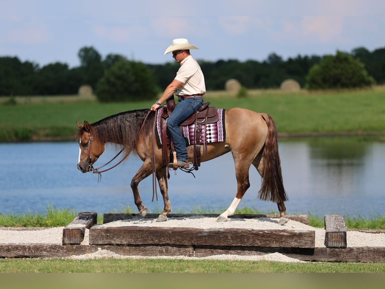 Caballo cuarto de milla Yegua 6 años 145 cm Red Dun/Cervuno in Buffalo, MO
