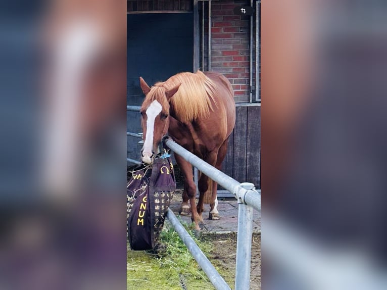 Caballo cuarto de milla Yegua 6 años 147 cm Alazán in Boxberg